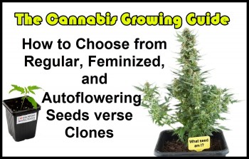 The Growing Cannabis Guide - How to Choose From Regular, Feminized, and Autoflowering Seeds verse Clones