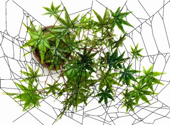 What is the Best Way to Trellis Your Cannabis Plants?
