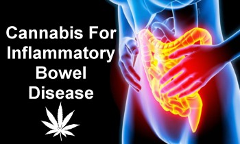 Cannabis For Inflammatory Bowel Disease