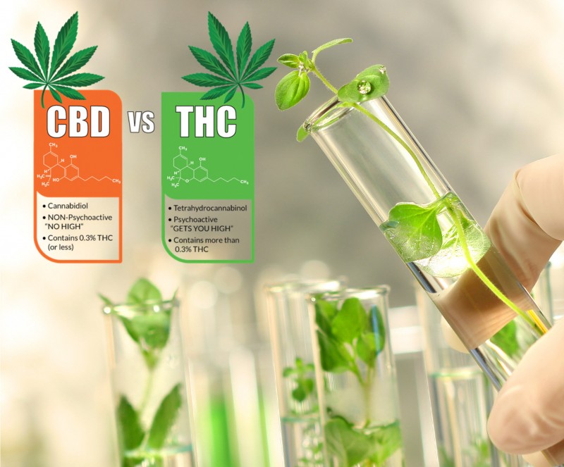 testing cannabis plants for thc or cbd