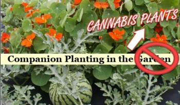 Your Guide To Companion Planting For Cannabis Plants