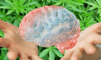 Cannabis Greatly Reduces the Chances of Alzheimer's and Cognitive Decline According to a New Brain Research Study