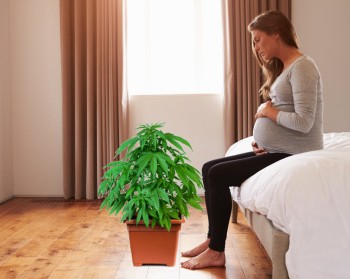 Cannabis is More Effective Than Prescription Drugs for Pregnancy-Related Nausea Says New Study