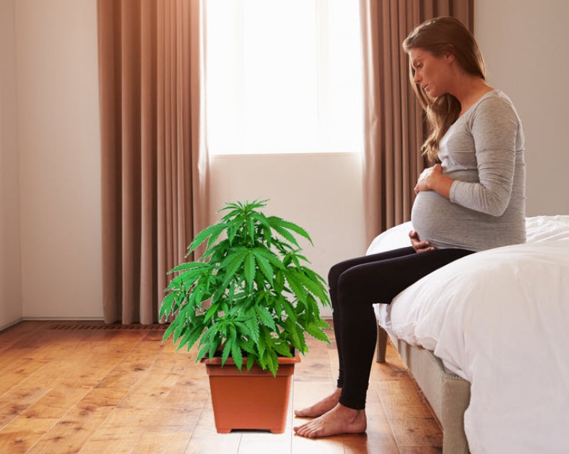 cannabis for morning sickness