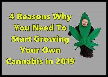 Why You Should Be Growing Your Own Cannabis in 2019