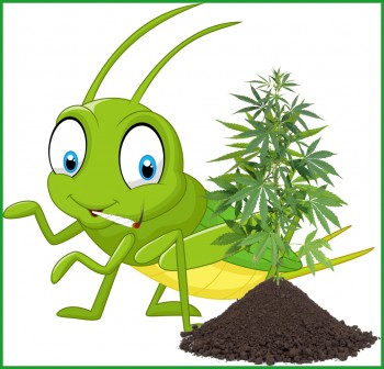 Grasshoppers Be Gone - How to Keep These Pesky Bugs Off Your Cannabis Plants