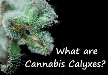 Cannabis Anatomy 101 : What are Cannabis Calyxes?