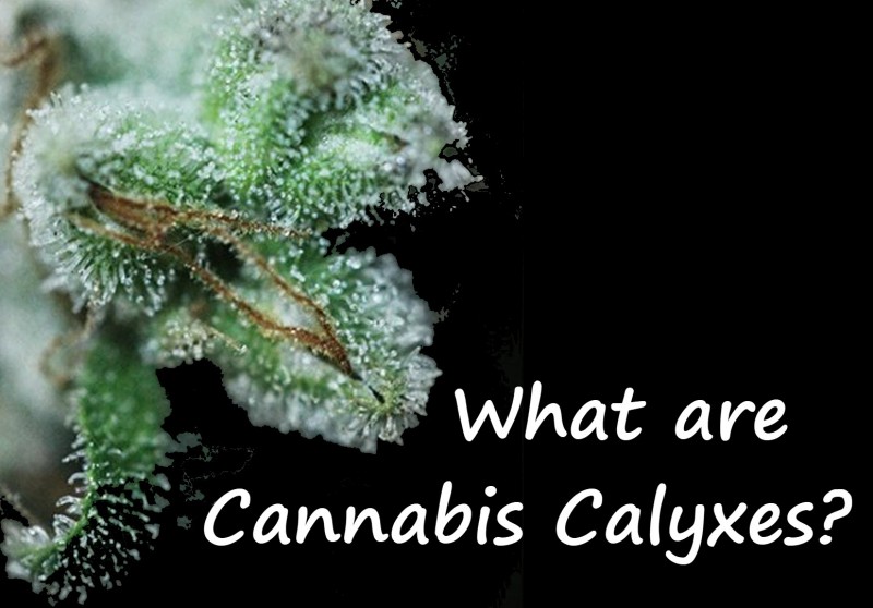 cannabis calyxes