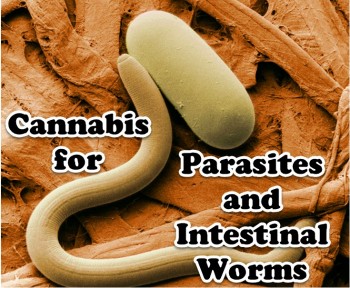 Cannabis for Parasites and Intestinal Worms