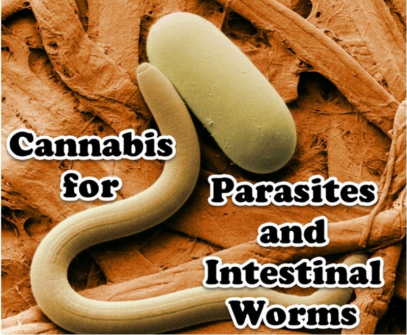 cannabis for parasites