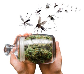 Spray CBD to Control Mosquitoes Instead of Pesticides? - CBD Found Effective in Killing Mosquito Larvae