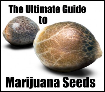 The Ultimate Guide to Marijuana Seeds