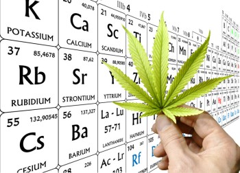Hemp and Cannabis Plants Can Clean Heavy Metals from the Soil, But Is All That Metal Ending Up in Your Weed?