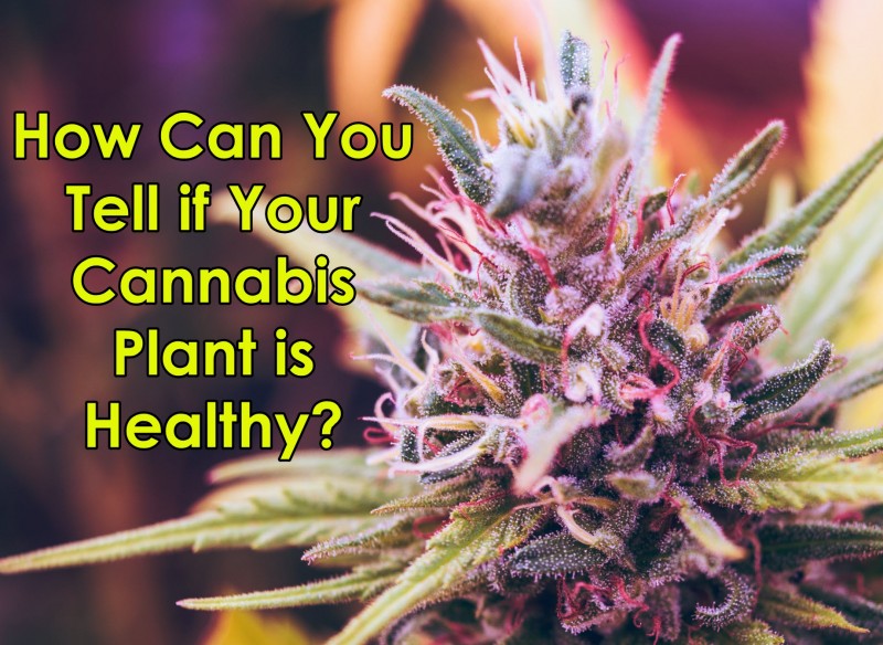is my cannabis plant healthy