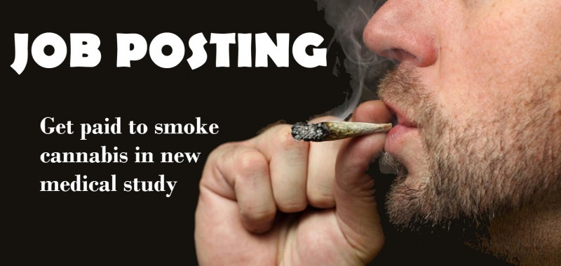 job posting for pot smoking