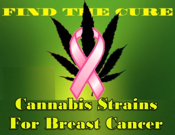 Cannabis Strains For Breast Cancer Patients