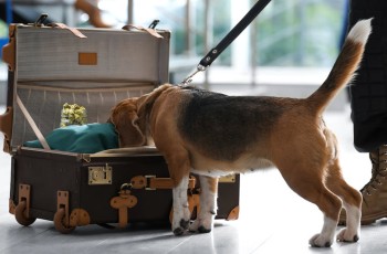 Wait, Can TSA Now Stop You for Cannabis in Your Luggage? - Post-Election Buzzkill?