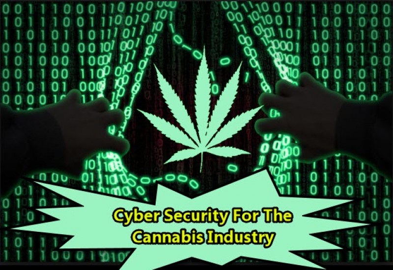 cyber security marjuana