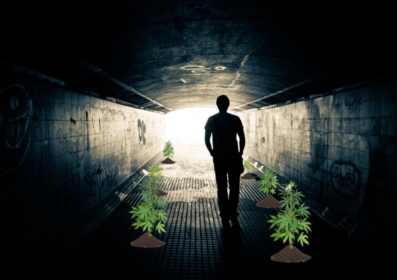 underground weed grow