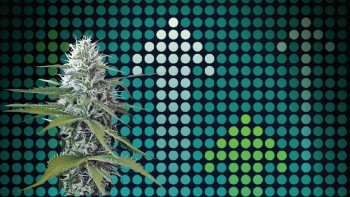 The Strength of Cannabis Products is Spiking - What Consumers Should Know