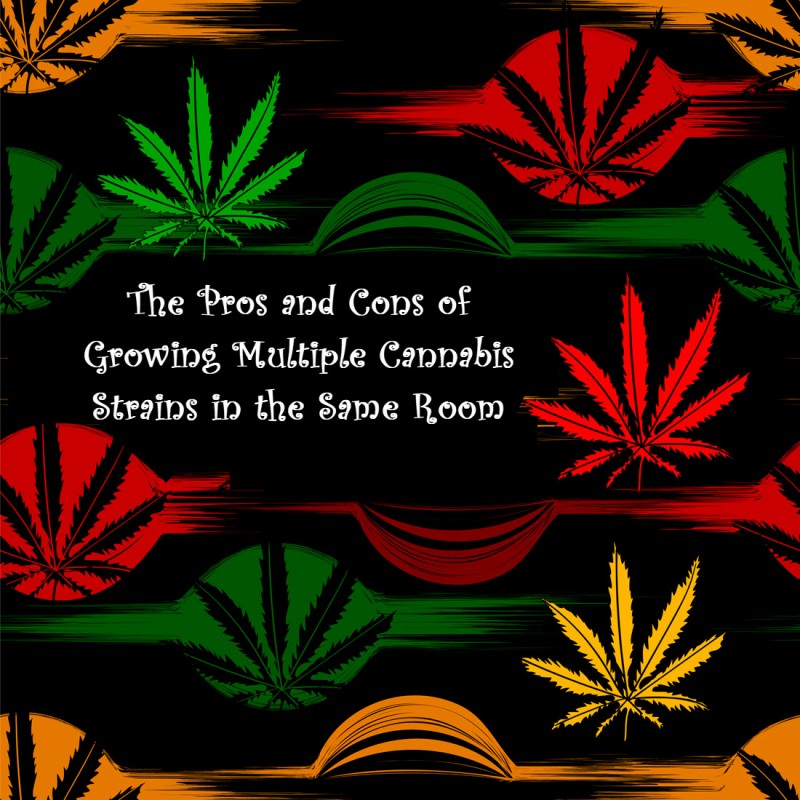 pros and cons cannabis strains same room