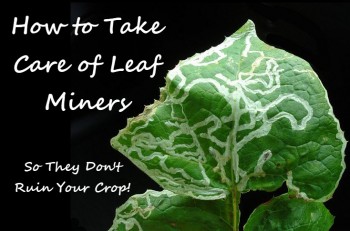 How to Take Care of Leaf Miners - Cannabis Plant Care 101