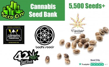 Types of Cannabis Seeds - La Huerta Blog