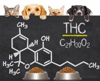 Is THC Safe for Pets and Animals - A Closer Look at THC and Animals