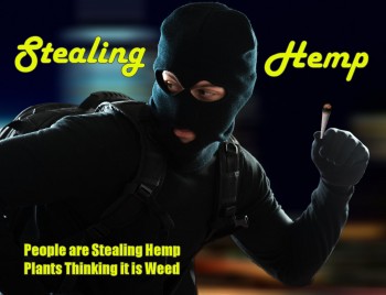 People are Stealing Hemp Plants Thinking It is Weed