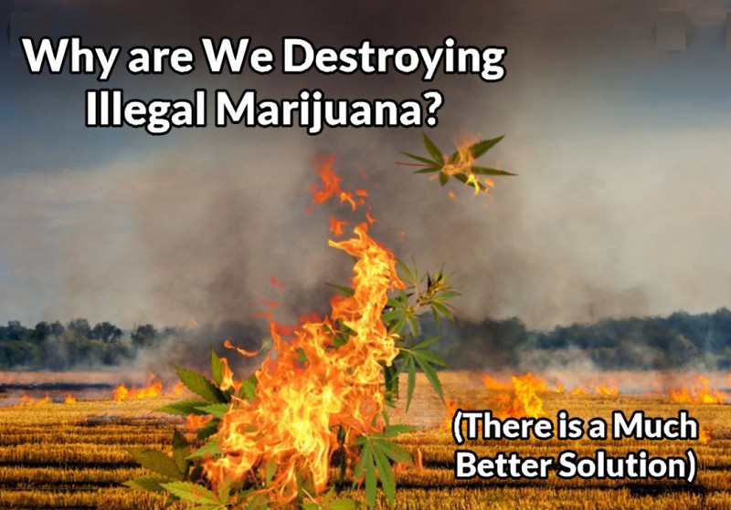 Why destroy illegal cannabis