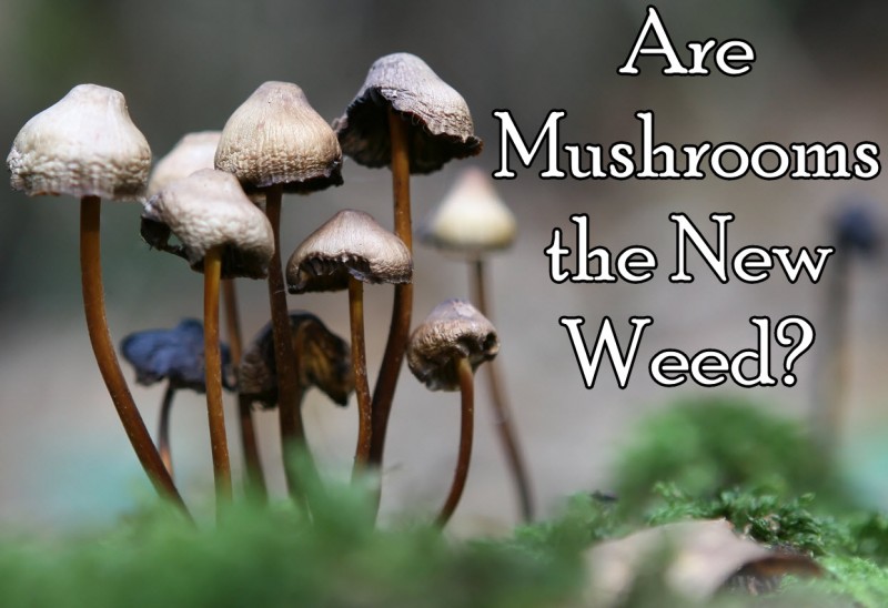 Wait, Are Mushrooms the New Weed?