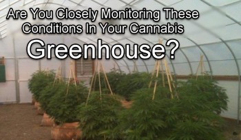 Are You Closely Monitoring These Conditions In Your Cannabis Greenhouse?