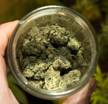 How Much Does an Ounce of Weed Cost Right Now? - What Should You Be Paying for an Ounce of Cannabis?