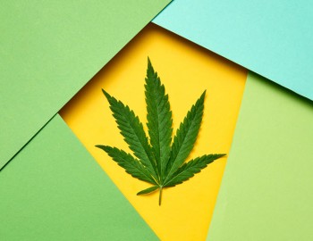 Paper Without the Trees - How Hemp Paper Could Be the Future of Printing