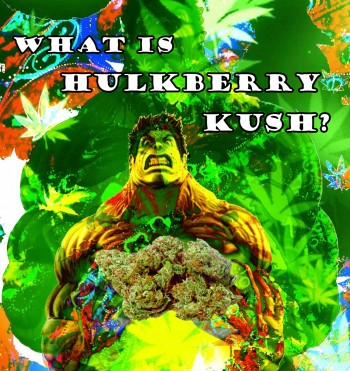 What is HulkBerry Kush? A Kush Strain with Split Personalities