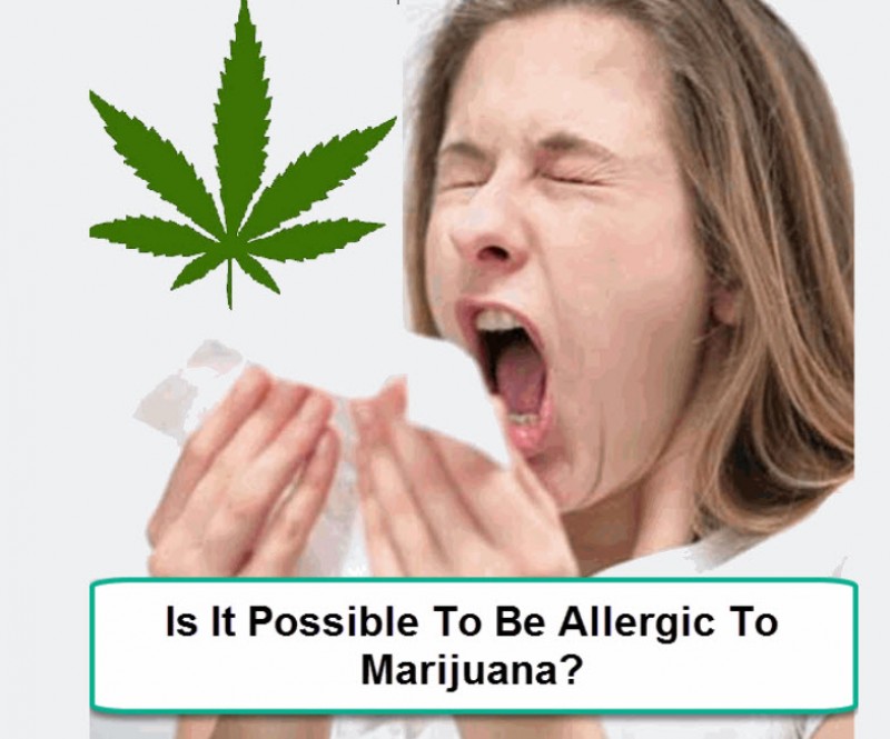marijuana allergy