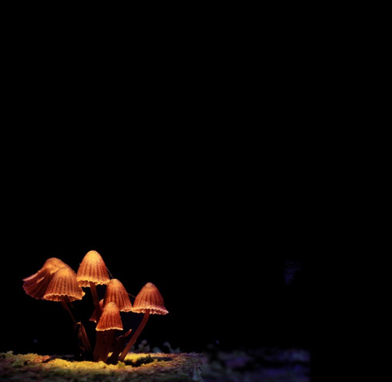 growing mushrooms at home