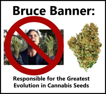 Bruce Banner - Responsible for the Greatest Evolution in Cannabis Seeds