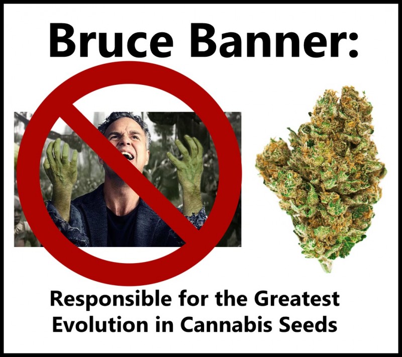 Bruce Banner seeds