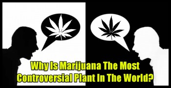 Why Is Marijuana The Most Controversial Plant In The World?