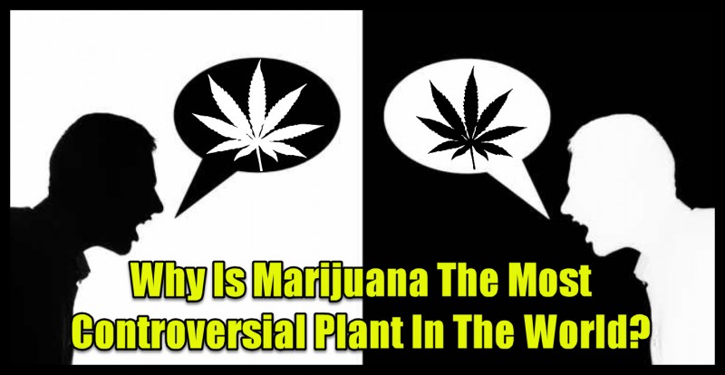 controversial cannabis
