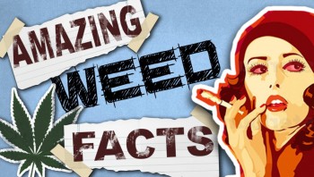 Cannabis Facts and Figures You Should Know