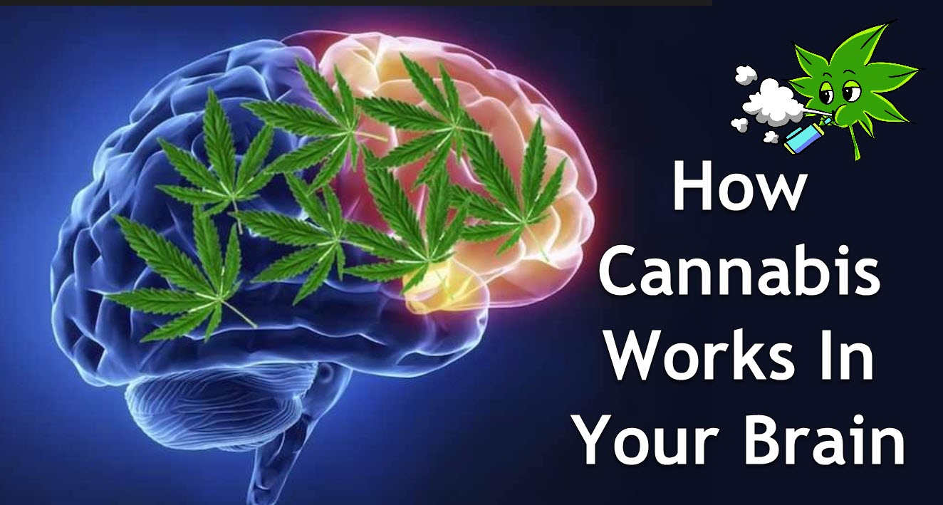 How Cannabis Works In The Brain