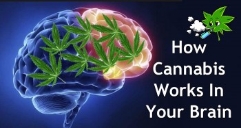 How Cannabis Works in the Brain