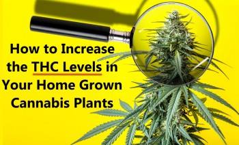 How to Increase the THC Levels in Your Home Grown Cannabis Plants