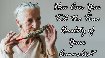 How Can You Judge the True Quality of Your Cannabis?