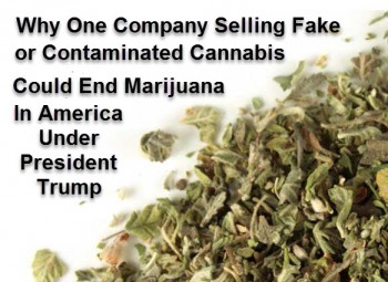 Why One Company Selling Fake or Contaminated Cannabis Could End Marijuana In America