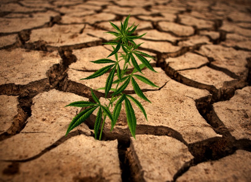 cannabis drought plan in California