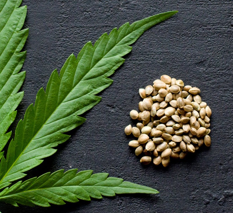 Best cannabis seeds to buy