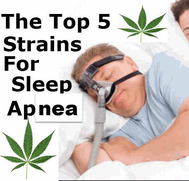 Top Cannabis Strains For Sleep Apnea